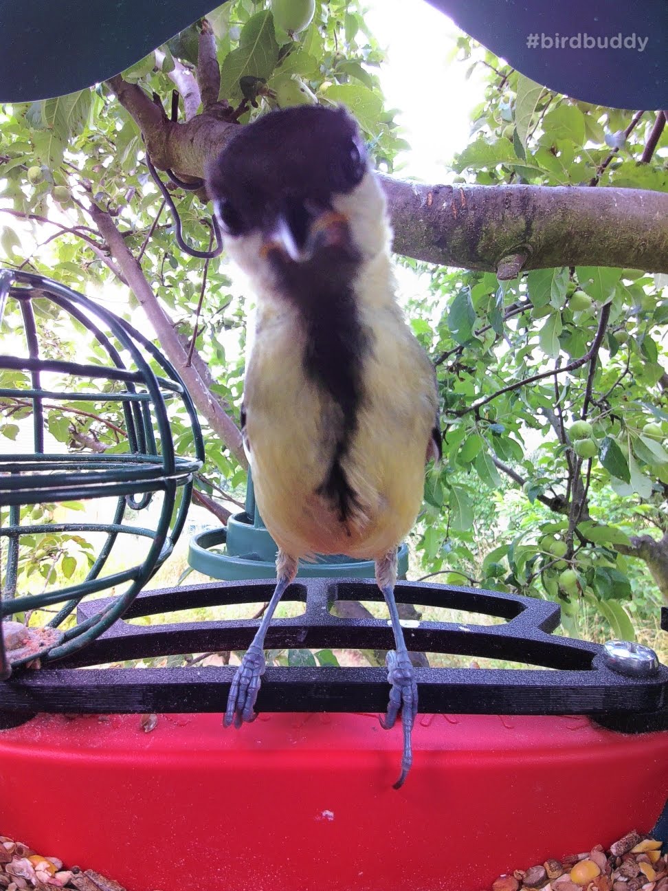 Bird Buddy Front Perch Forbedret - Komfortabel Fodring til Små Fugle