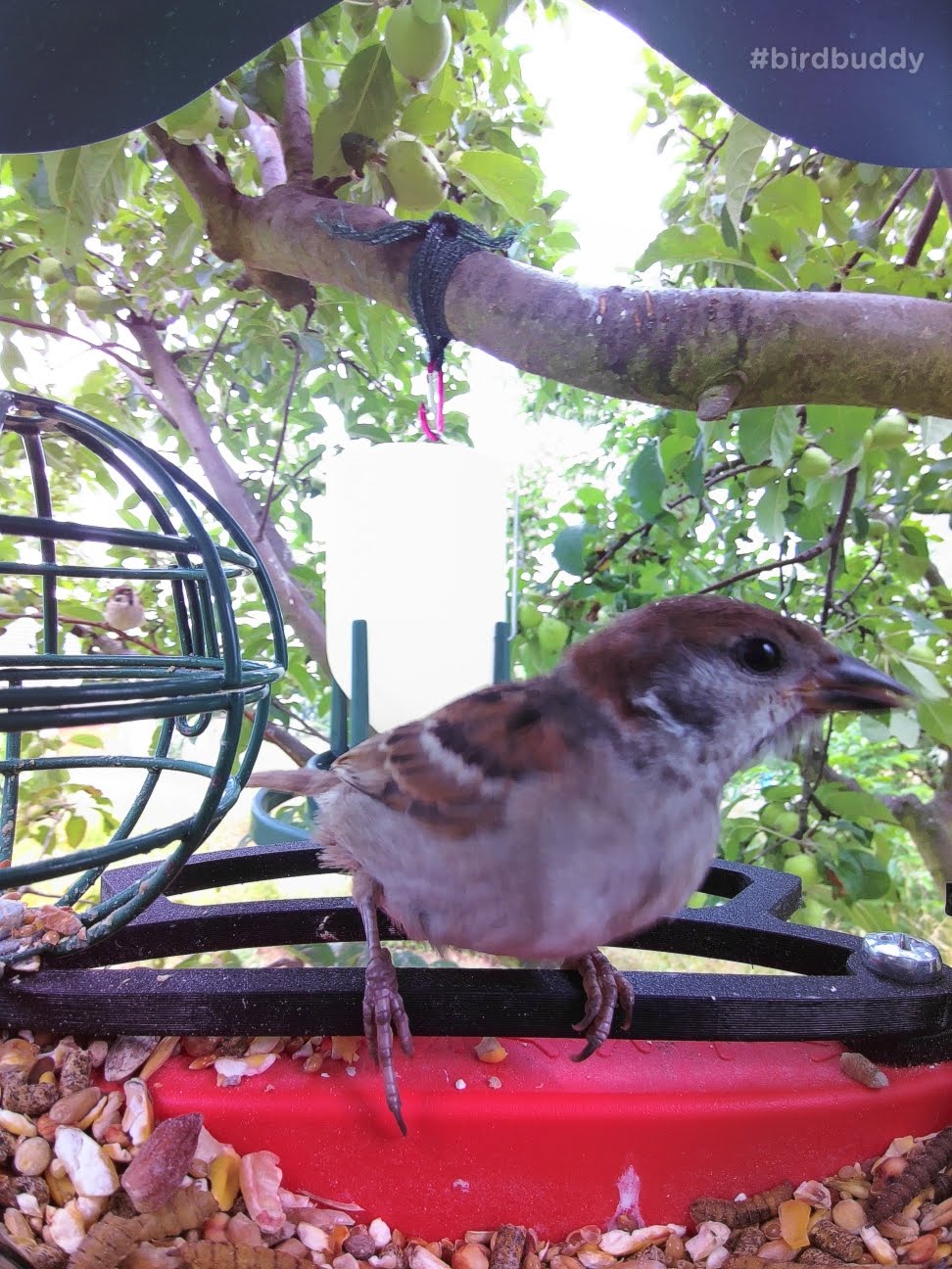 Bird Buddy Front Perch Forbedret - Komfortabel Fodring til Små Fugle