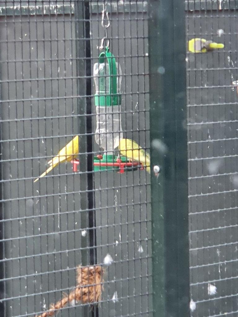 Praktisk Fugledrikker med Siddepind og Flaskeholder