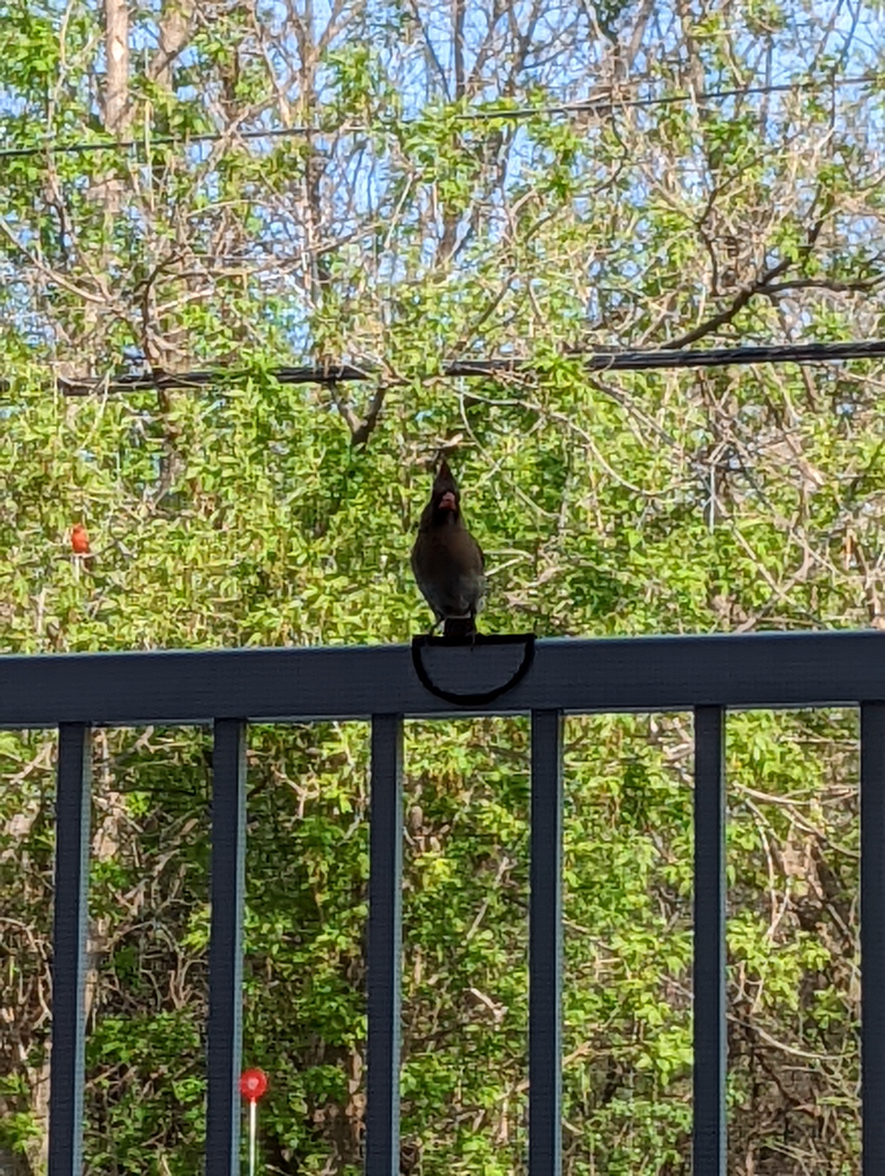 Sikker Fugle Landingsplads - Bird Rail Perch