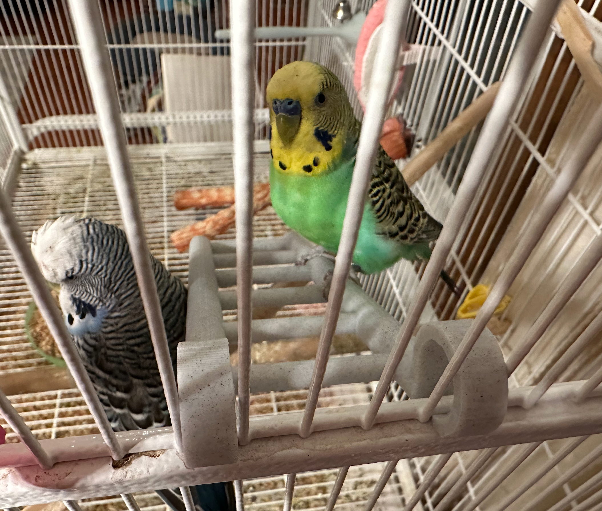 Sjov Fuglestige til Undulater og Parakitter