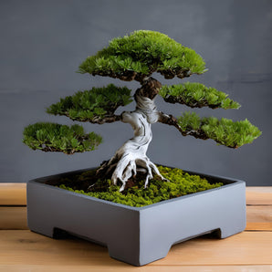 Minimalistisk firkantet potte til bonsai-træer