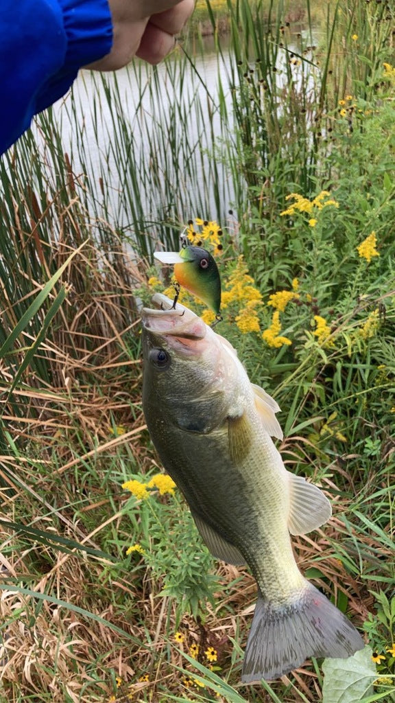 Effektiv Fiskekrabbait til Sportsfiskeri
